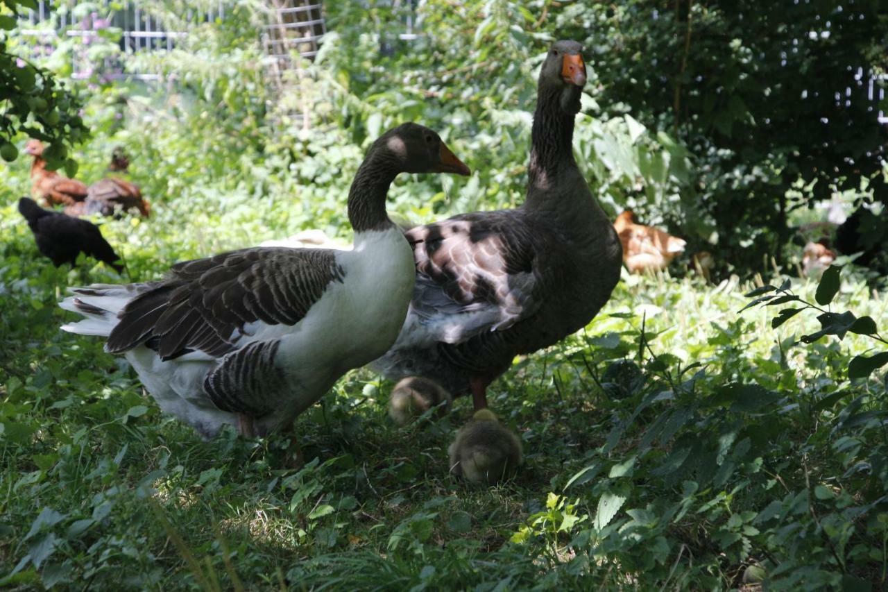 Doellelhof Erding Lägenhet Exteriör bild